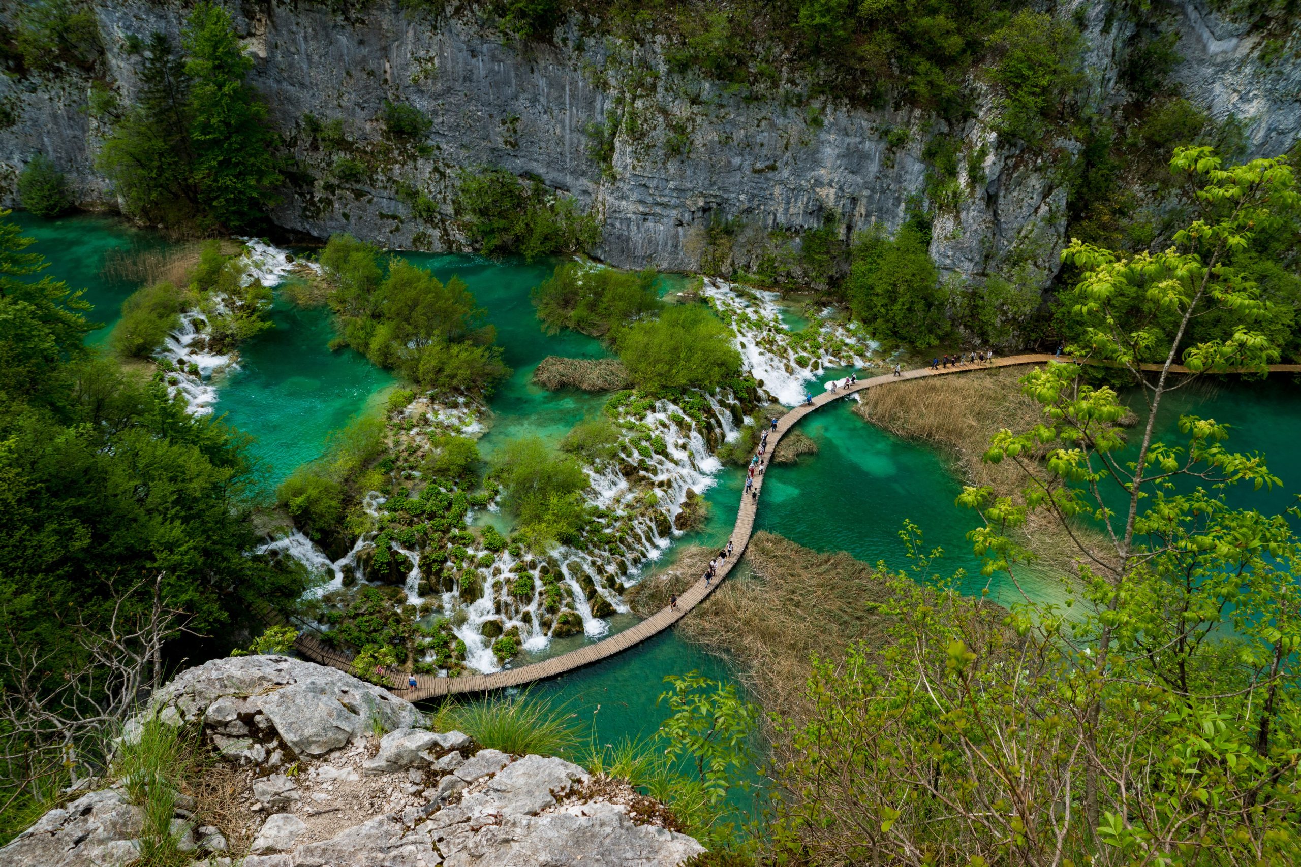 scenic view river amidst trees forest